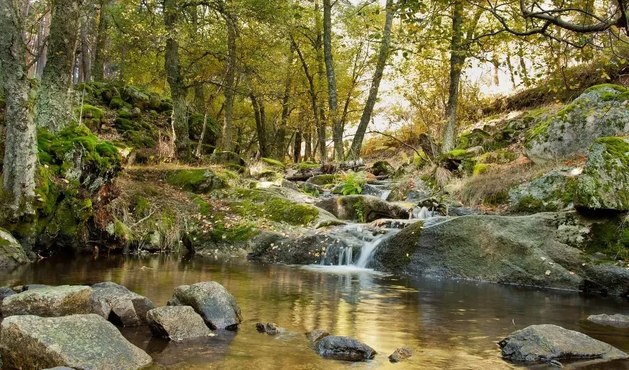 Arroyo entre rocas y musgo en bosques de Madrid. El agua fluye suavemente entre piedras cubiertas de vegetación, reflejando la luz dorada del sol.