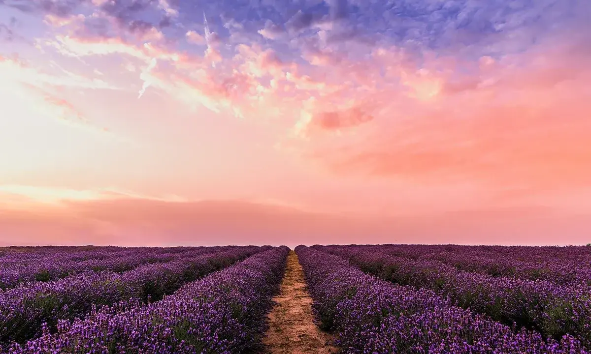 Campos de lavanda morada se extienden hasta el horizonte bajo un cielo rosado y azul. Un camino de tierra divide las hileras.