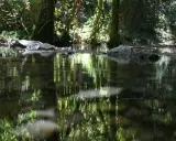Reflejos verdes y luz solar filtrándose entre árboles frondosos, ideal para camping en Río Mundo.