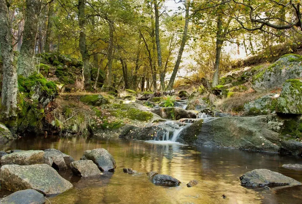 Arroyo entre rocas y musgo en bosques de Madrid. El agua fluye suavemente entre piedras cubiertas de vegetación, reflejando la luz dorada del sol.