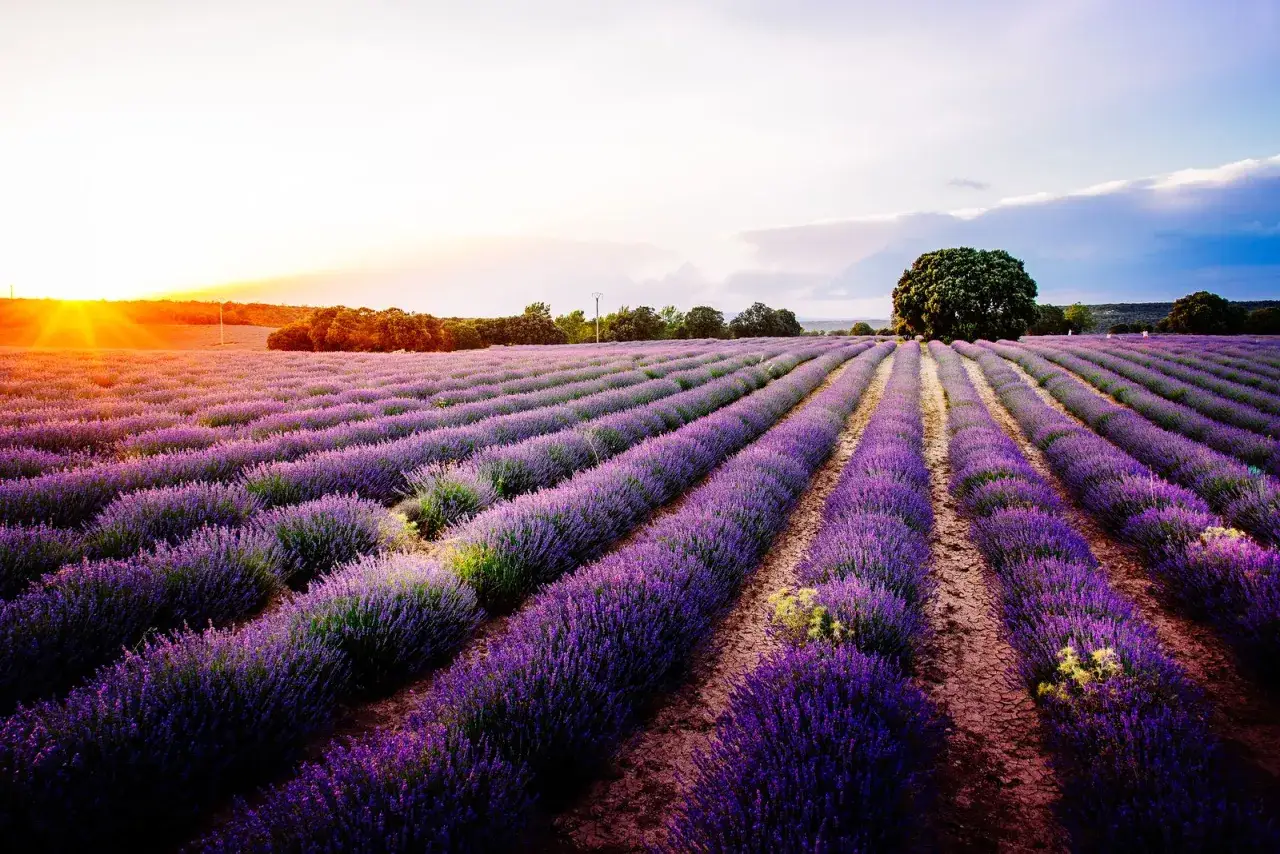 Campos de lavanda morada se extienden hasta el horizonte bajo un cielo crepuscular. El sol poniente ilumina el paisaje con tonos dorados y rosados.