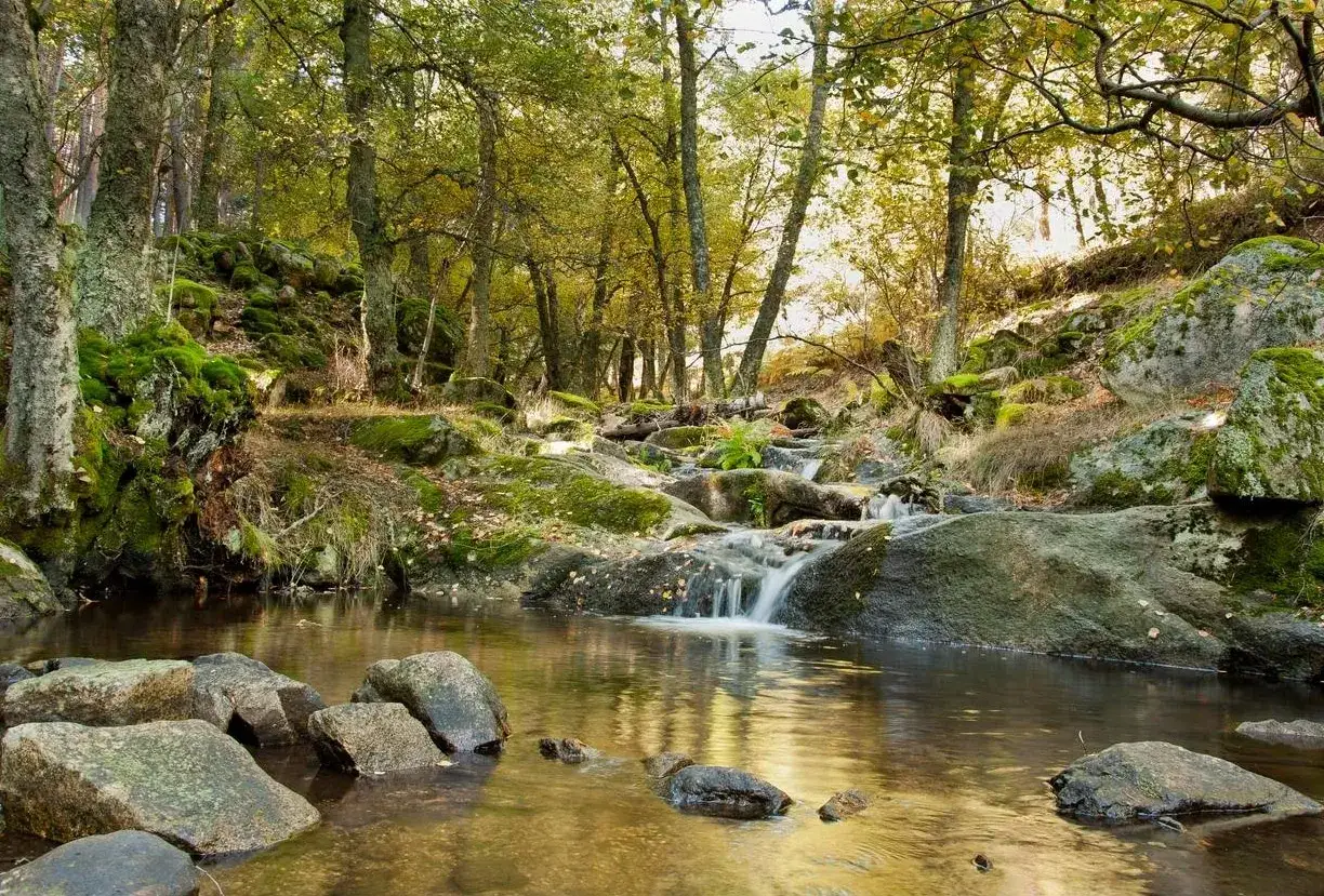 Arroyo sereno entre bosques frondosos y rocas cubiertas de musgo, un rincón idílico de los bosques en Madrid.