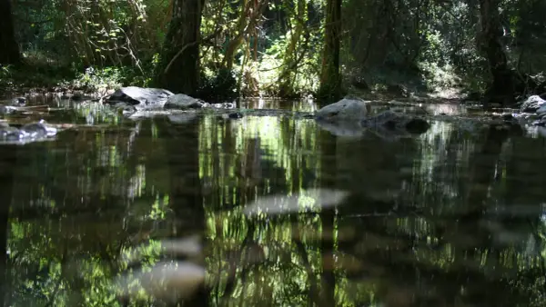 Reflejos verdes y luz solar filtrándose entre árboles frondosos, ideal para camping en Río Mundo.