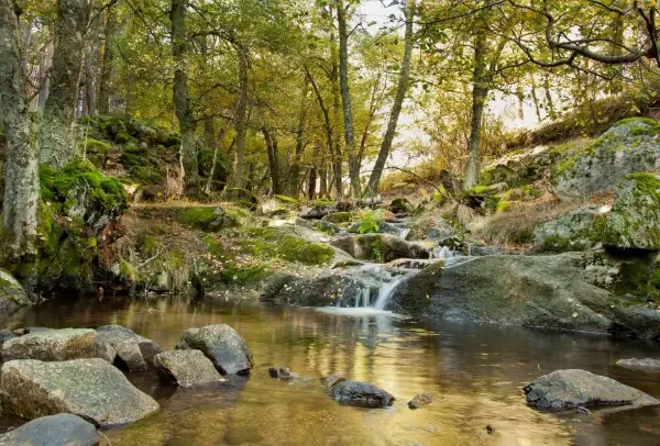Arroyo entre rocas y musgo en bosques de Madrid. El agua fluye suavemente entre piedras cubiertas de vegetación, reflejando la luz dorada del sol.