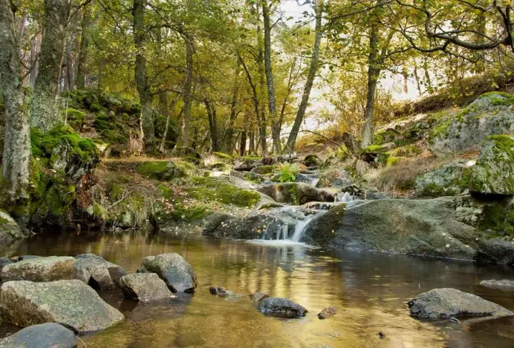 Arroyo entre rocas y musgo en bosques de Madrid. El agua fluye suavemente entre piedras cubiertas de vegetación, reflejando la luz dorada del sol.