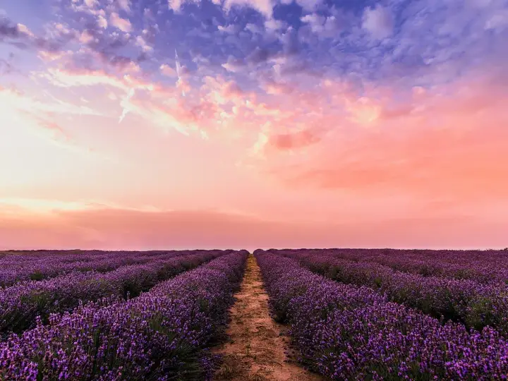 Campos de lavanda morada se extienden hasta el horizonte bajo un cielo rosado y azul. Un camino de tierra divide las hileras.